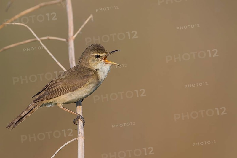 Blyths Reed Warbler - Buschrohrsänger - Acrocephalus dumetorum, Russia (Ural)