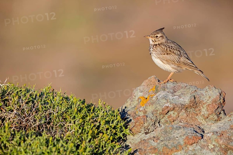 Haubenlerche, Crested Lark, Galerida cristata, Cochevis huppé, Cagujada Común