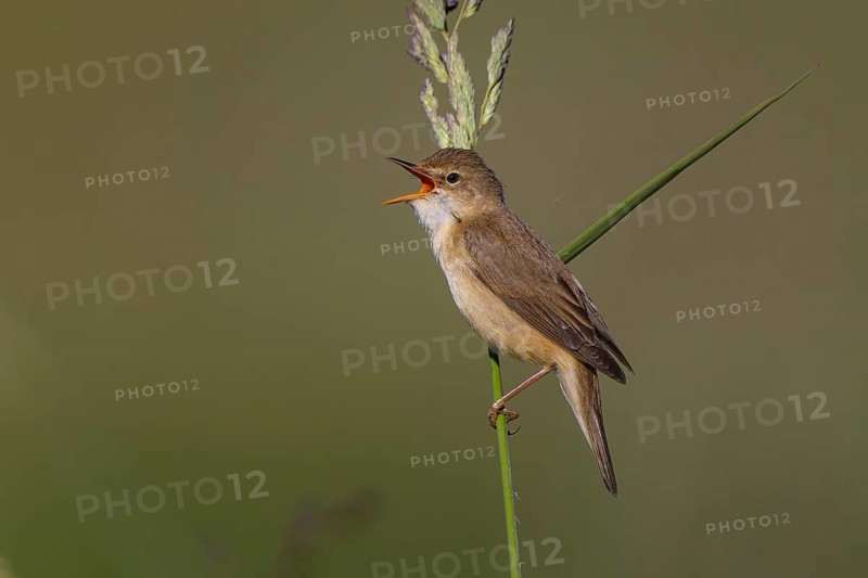 Marsh Warbler (Acrocephalus palustris) singing, North Rhine-Westphalia, Germany