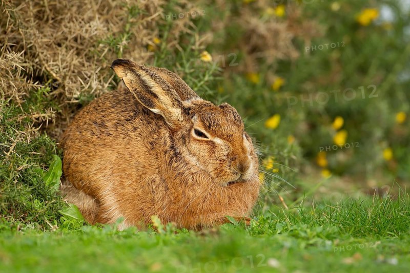 European brown hare (Lepus europaeus) adult animal resting in grassland next to a Gorse bush, England, United Kingdom