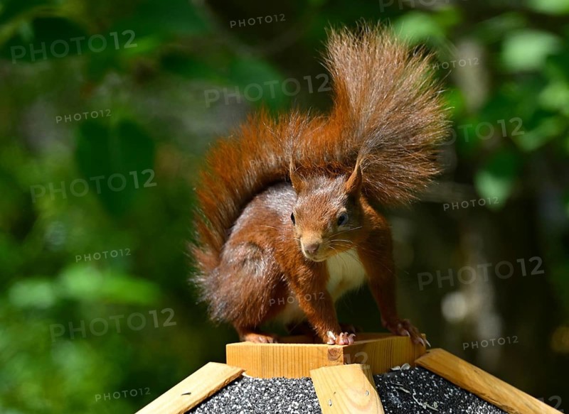 Eurasian red squirrel (Sciurus vulgaris), sitting on a bird feeder, Stuttgart, Baden-Württemberg, Germany