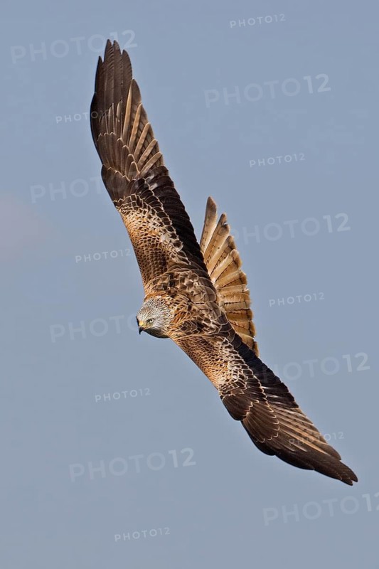 Red Kite (Milvus milvus) flying, Saxony, Germany