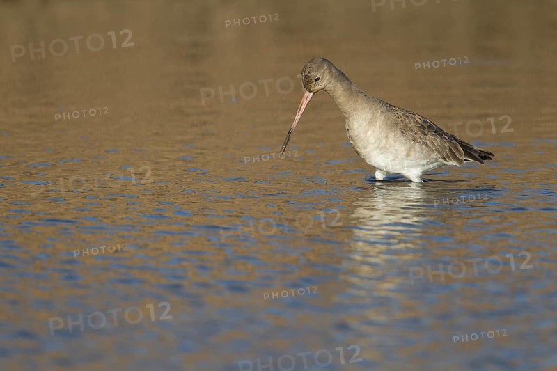 Black tailed godwit (Limosa limosa) adult wader bird in winter plumage feeding in a shallow lagoon, RSPB Titchwell nature reserve, Norfolk, England, United Kingdom