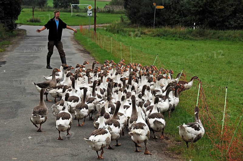 Young farmer leads his baked Pomeranian geese to a meadow, Othenstorf, Mecklenburg-Western Pomerania, Germany