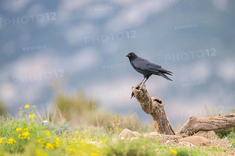 Common raven (Corvus corax) sitting on a dead branch, Pyrenees, Catalonia, Spain