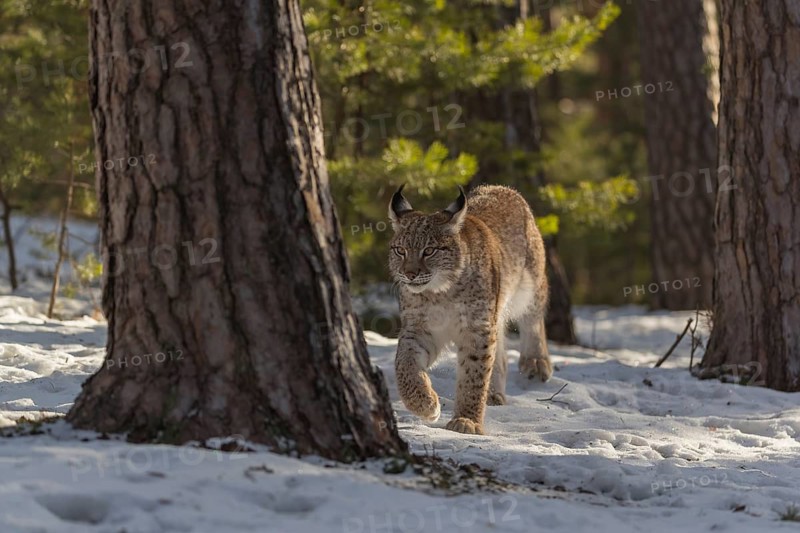One young male Eurasian lynx, (Lynx lynx), walking over a snow covered forest ground in early morning light