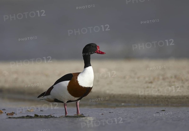 Common Shelduck (Tadorna tadorna) male, Schleswig-Holstein, Germany