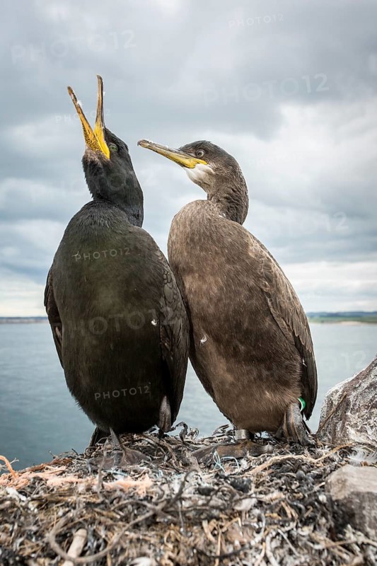 European Shag (Phalacrocorax aristotelis) adult and chick on nest, Farne Islands, United Kingdom
