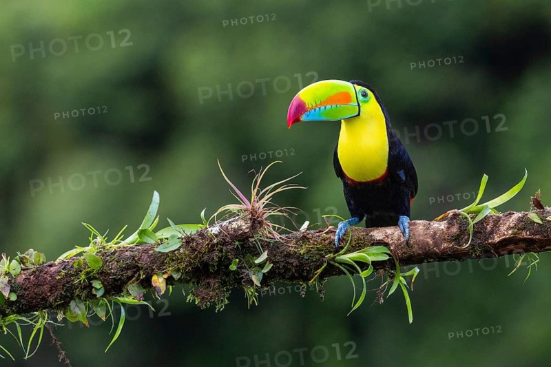 Fishing Toucan (Ramphastos sulfurantus), Toucans (Ramphastidae), Laguna del Lagarto Lodge, Alajuela, Costa Rica