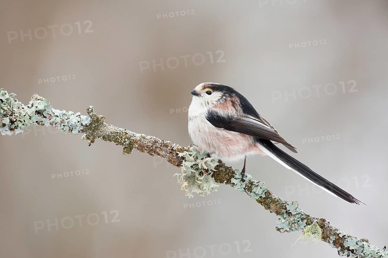 Long-tailed Tit (Aegithalos caudatus europaeus) perched on lichen branch, Grisons, Switzerland