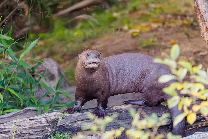A giant otter or giant river otter (Pteronura brasiliensis) stands on a rotten tree trunk lying in the water and observes something