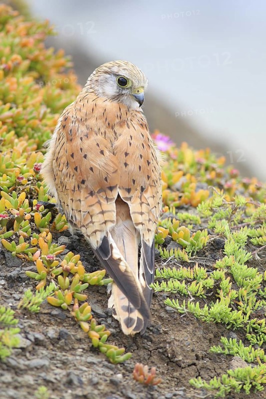 Nankeen Kestrel (Falco cenchroides), Victoria, Australia