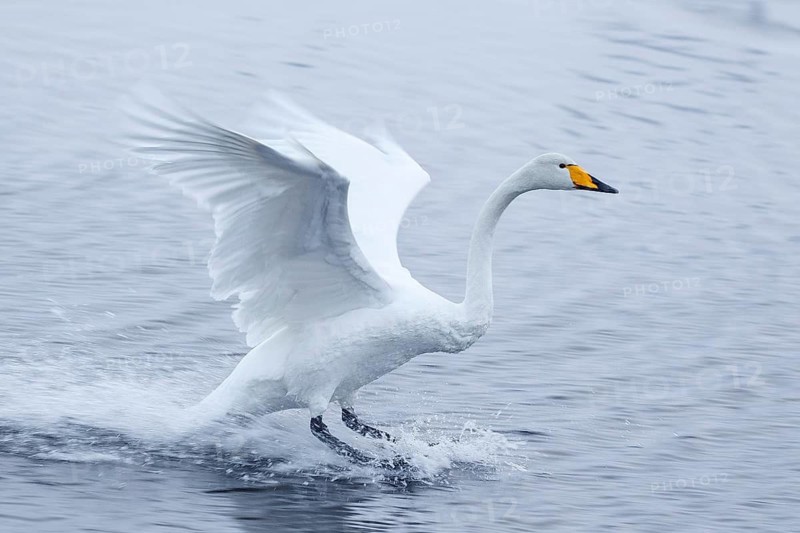 Whooper Swan (Cygnus cygnus) landing, Finland