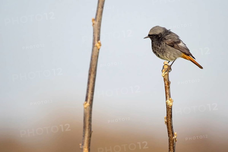 Black Redstart, (Phoenicurus ochruros), Animals, Birds, Songbirds, Hockenheim, Baden-Württemberg, Germany