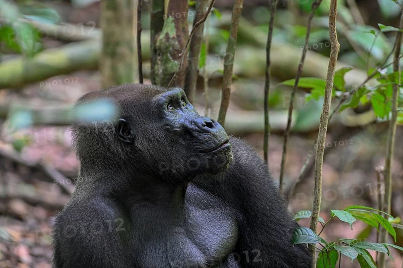 Western lowland gorilla (Gorilla gorilla gorilla), male animal, silverback, Loango National Park, Parc National de Loango, Ogooué-Maritime Province, Gabon