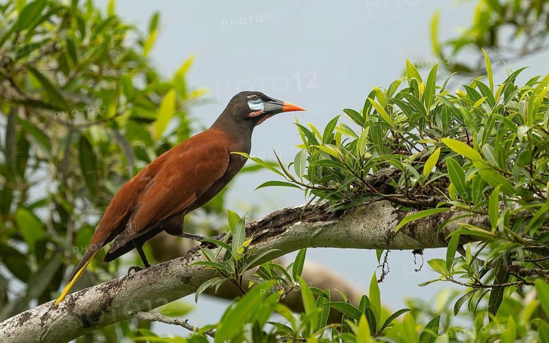 Montezumastirnvogel (Psarocolius montezuma)
