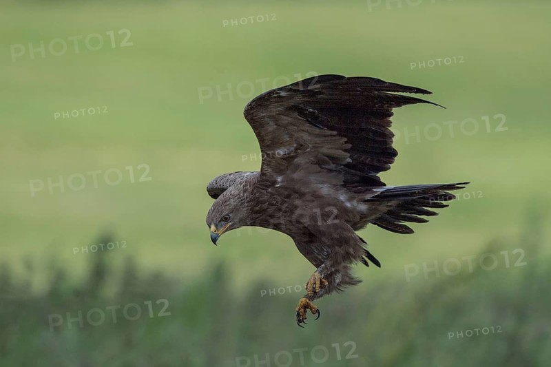 Lesser Spotted Eagle (Clanga pomarina) flying over grassland, Mecklenburg-Western Pomerania, Germany