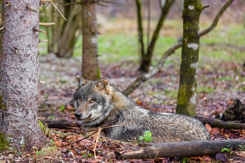 A male eurasian gray wolf (Canis lupus lupus) rests in a forest