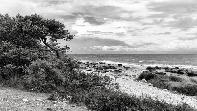 Characteristic coastal landscape, wild natural beach with lots of stones in shallow water, bushes and wind-bent pines, monochrome, Holmudden, Fårö island, Gotland, Baltic Sea, Sweden