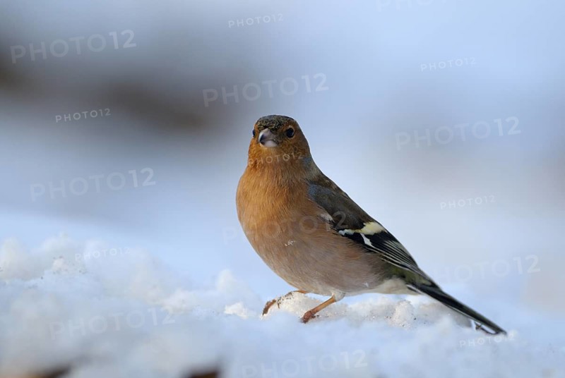 Buchfink (Fringilla coelebs), Chaffinch, Maennchen im Winter, Februar, Oberhausen, Nordrhein-Westfalen, Deutschland