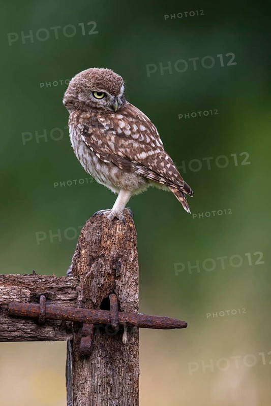 Little owl (Athene noctua), Vechta, Lower Saxony, Germany