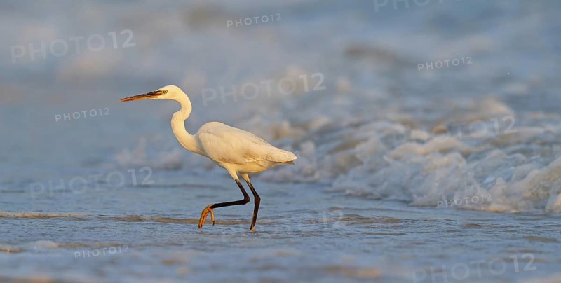 Heron, (Egretta gularis), heron family, biotope, habitat, waters, foraging, animals, birds, Raysut, Salalah, Dhofar, Oman