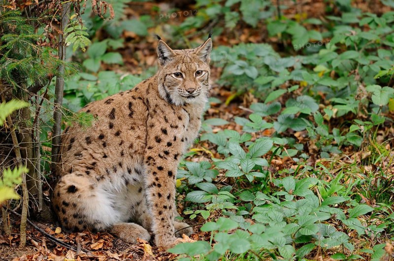 A sitting lynx next to a shrub in autumn forest, Eurasian lynx (Lynx lynx), Bavarian Forest National Park