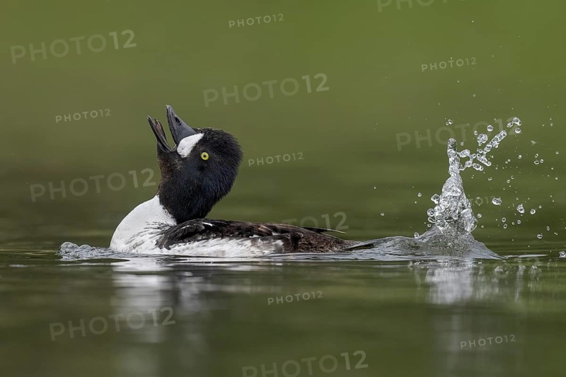 Barrow's Goldeneye (Bucephala islandica) male, Alaska, USA