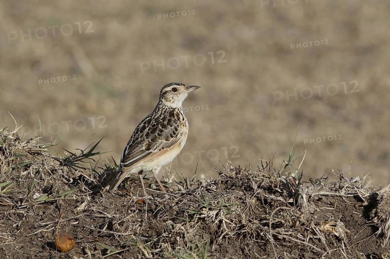 Rufous-naped Lark (Mirafra africana), Masai Mara, Kenya