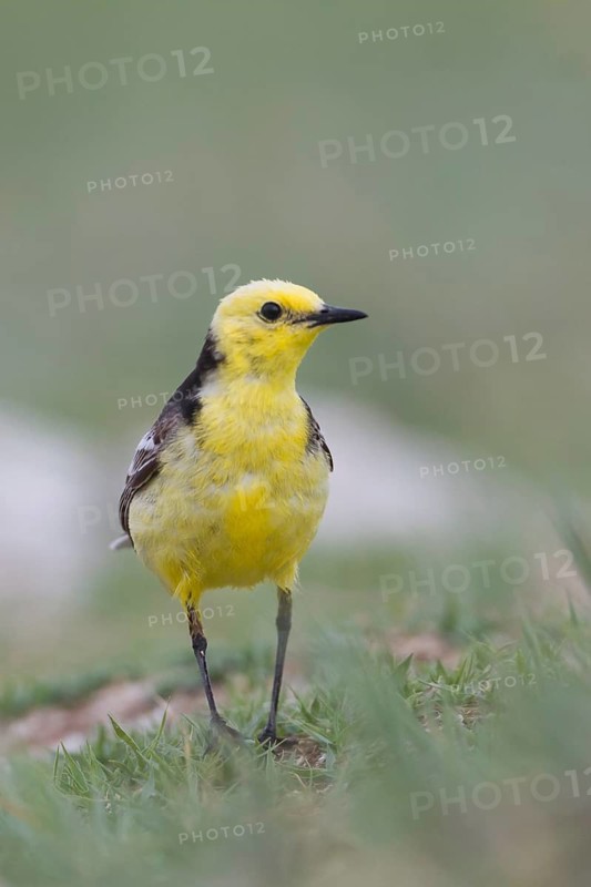 Citrine Wagtail - Zitronenstelze - Motacilla citreola ssp. citreola, Kazakhstan