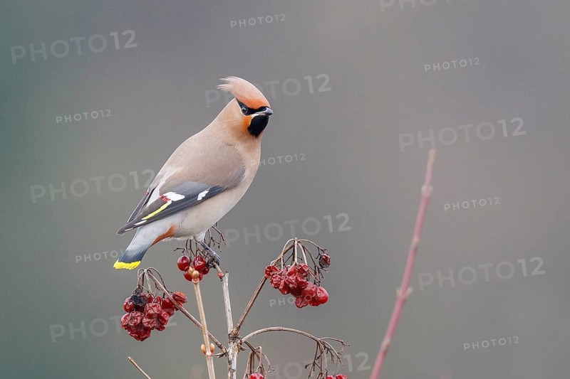 Bohemian Waxwing (Bombycilla garrulus), North Rhine-Westphalia, Germany