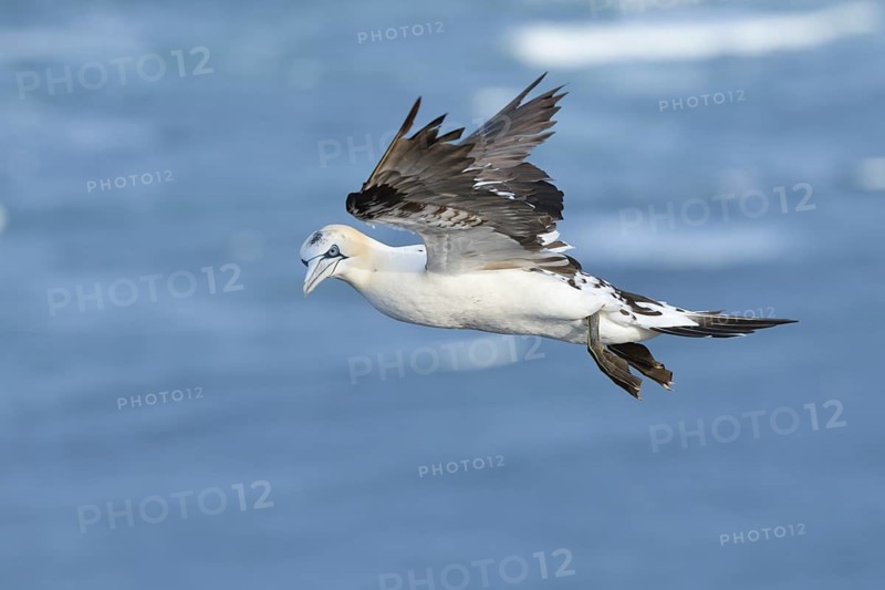Northern Gannet (Morus bassanus) flying, Schleswig-Holstein, Germany