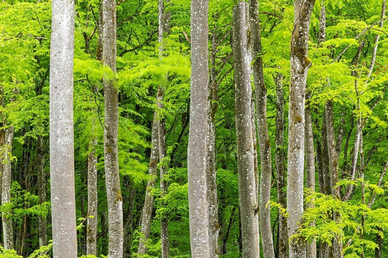 Beech (Fagus), beech family (Fagaceae), forest, fresh greenery, Leibertingen, Upper Danube nature park Park, Baden-Württemberg, Germany