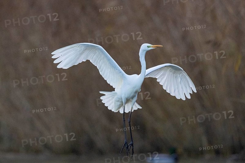 Great White Egret (Egretta alba) Germany