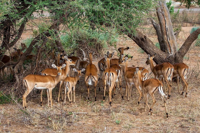 Blackheel antelope (Aepyceros melampus), South Africa