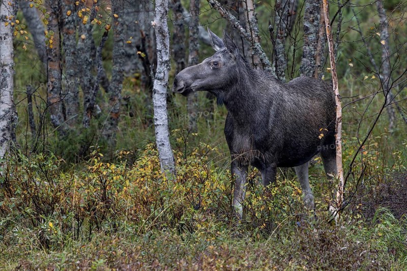 One of two elk siblings (Alces alces) from the previous year steps out of the birch forest onto the shore of Hällsjön, September, Sweden