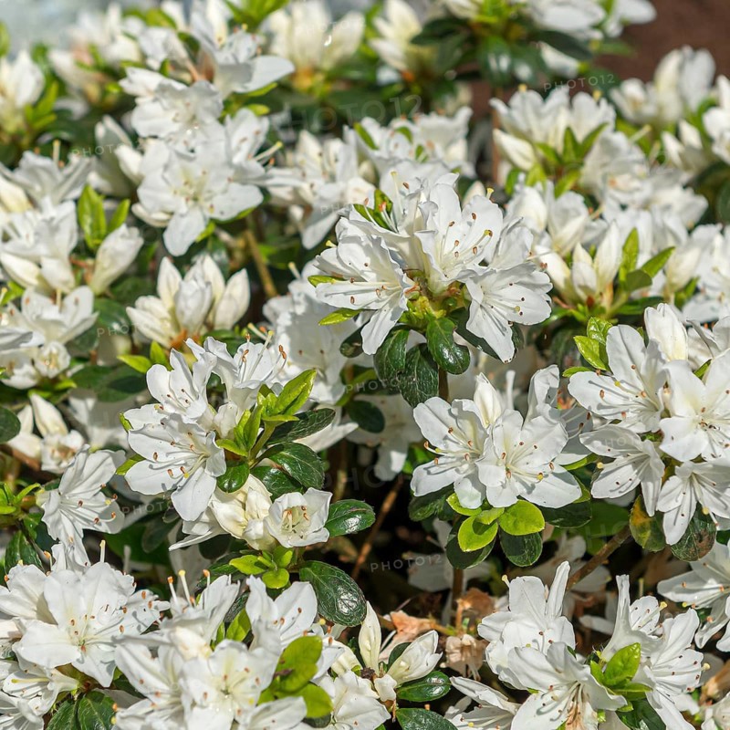 Japanese azalea (Rhododendron 'Kermesina Alba'), Rhodo 2014, Germany