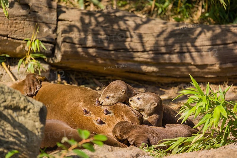 A female giant otter or giant river otter (Pteronura brasiliensis) nurses her young and plays with them