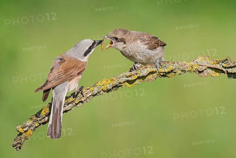 Red-backed Shrike (Lanius collurio) male feeding young, Aosta Valley, Italy