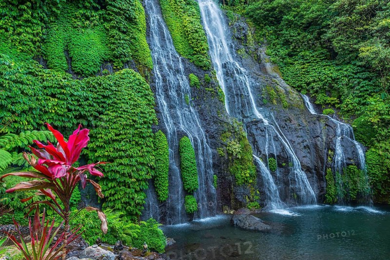 Banyumala twin waterfalls, club lily (Cordyline fructosia), tropical plant, flower, red, waterfall, jungle, rainforest, nature, nobody, tourism, travel, landscape, Bali, Indonesia