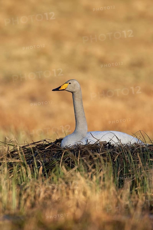 Whooper Swan (Cygnus cygnus) nest, Trollhaettan, Sweden