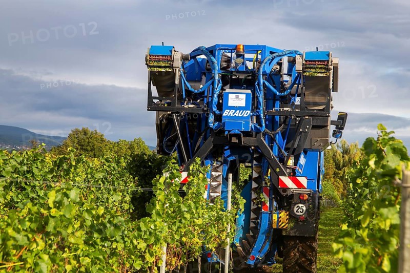 Harvesting Pinot Blanc grapes in the Palatinate