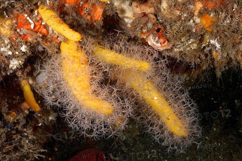 Dead man's finger (Eleutherobia aurea Parasphaerasclera aurea)