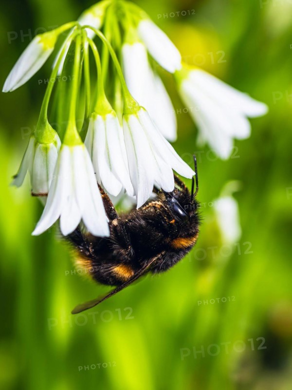 Bumblebee on Three-Cornered Leek, Snowbell, Allium triquetrum in forest at spring time