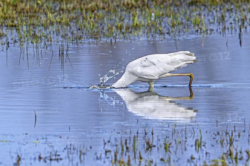 Great white egret, great egret (Ardea alba) non-breeding adult spearing fish with beak in shallow water of pond in late winter, early spring