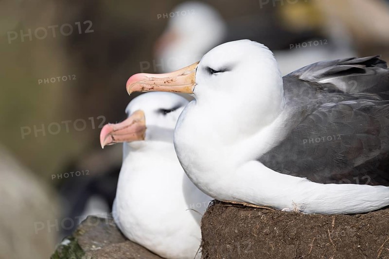 Black-browed albatross (Thalassarche melanophris), two adult birds sitting on earth nests in a breeding colony, Saunders Island, Falkland Islands