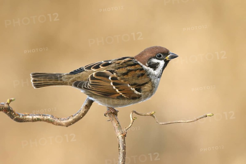 Eurasian Tree Sparrow (Passer montanus), Utrecht, Netherlands