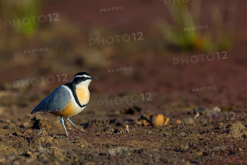 Crocodile-bird, (Pluvianus aegytpticus), Crocodile-bird, Egyptian Plover, Pluvian fluviatile, Pluvial, Njau area, Njau, North Bank, Gambia