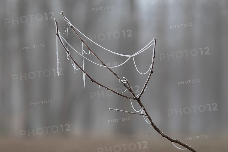 Frost on the plant in winter. Krasnodar. Russia