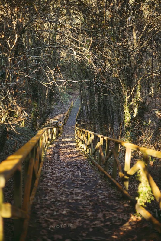 A serene wooden path surrounded by trees in an autumn forest in Galicia, Spain. Fallen leaves cover the ground, creating a picturesque and tranquil autumnal scene